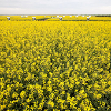 Bayer Cropscience Photo